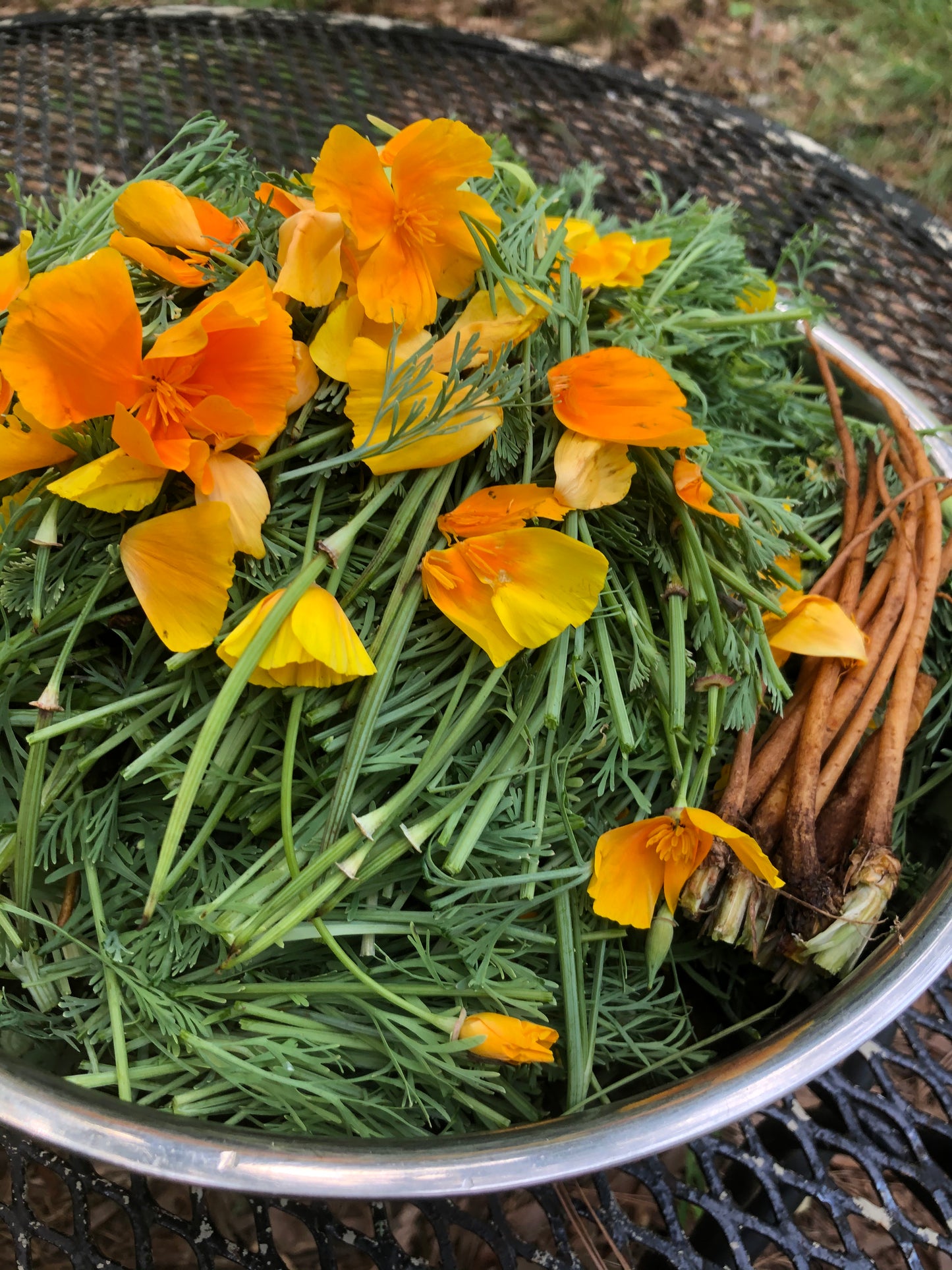 California Poppy Tincture