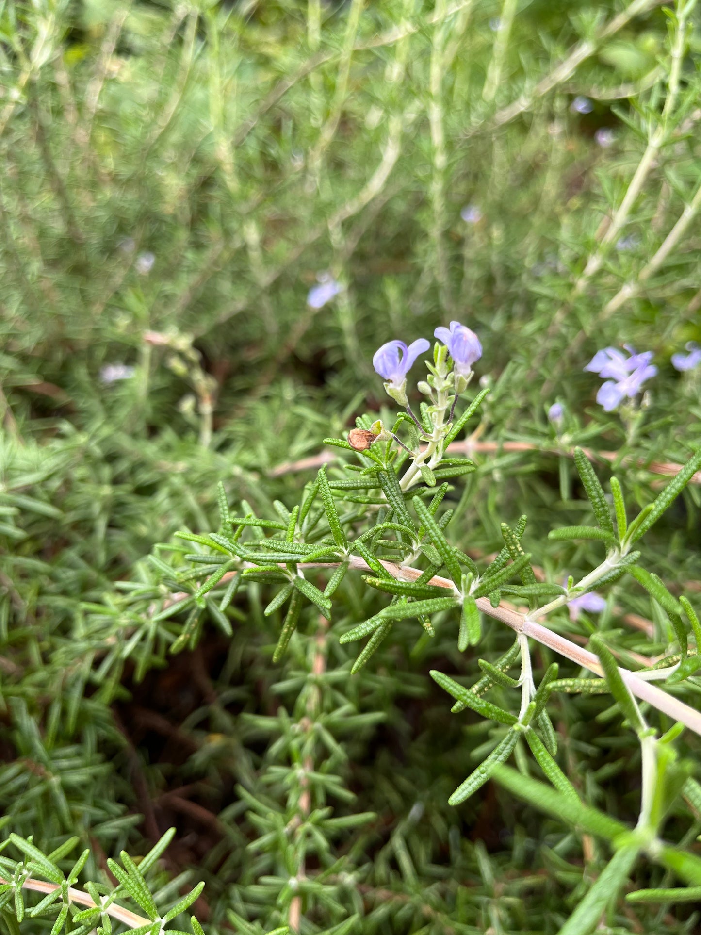 Rosemary Tincture