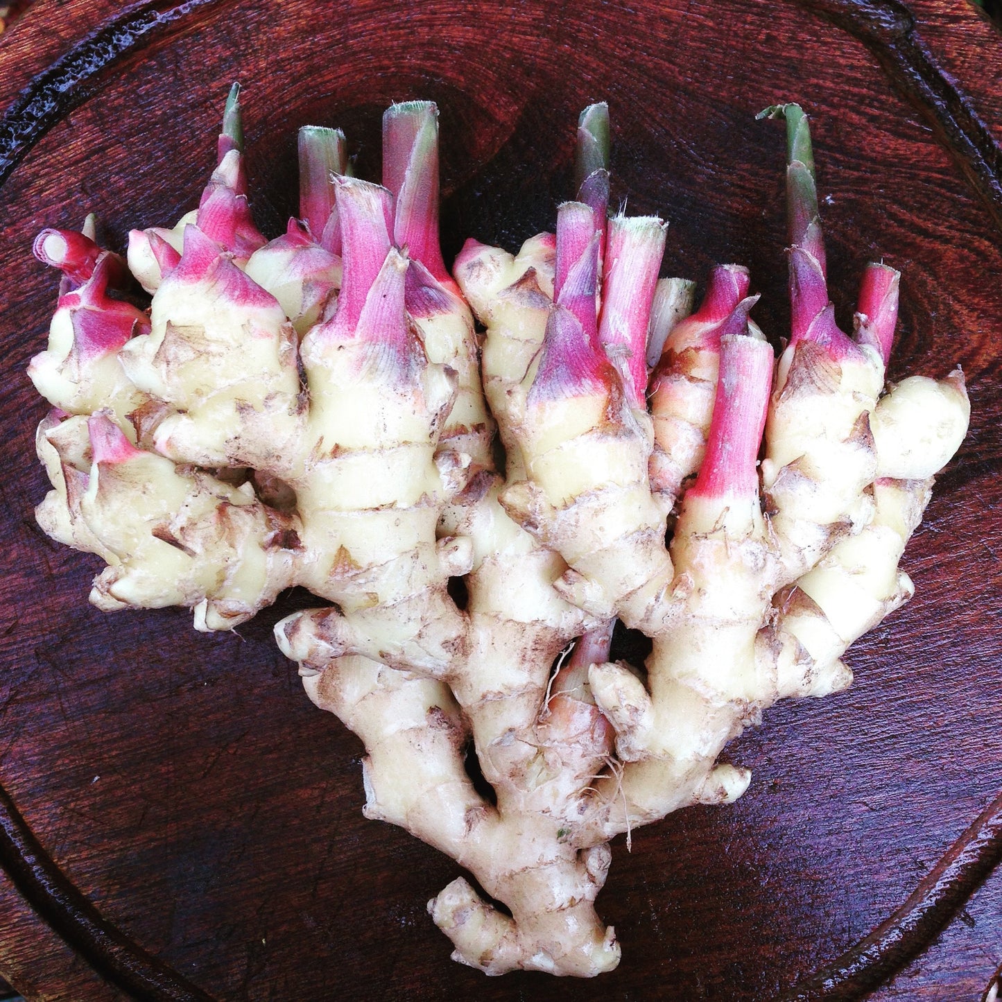 fresh baby ginger root