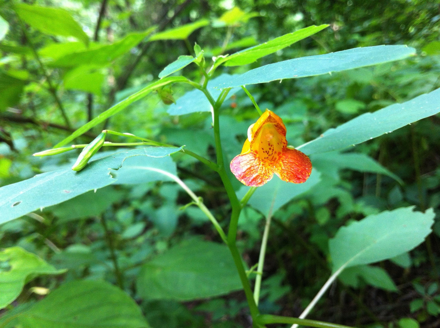 Jewelweed Spritz