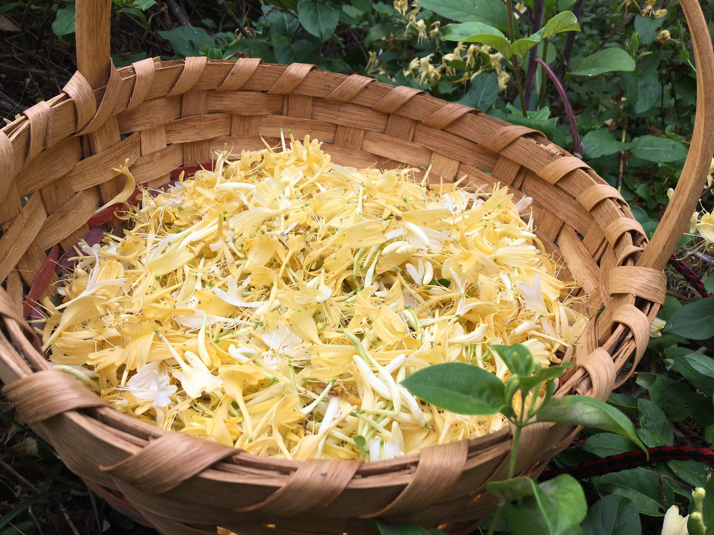 Japanese Honeysuckle Elixir