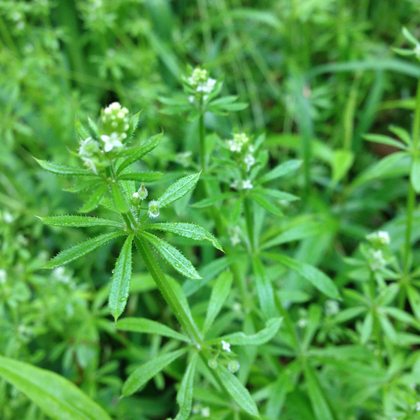 Happy Liver, Clear Skin