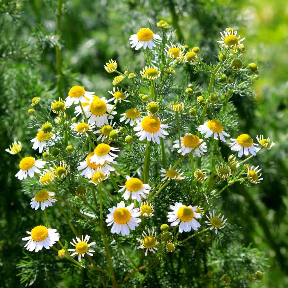 Chamomile Glycerite