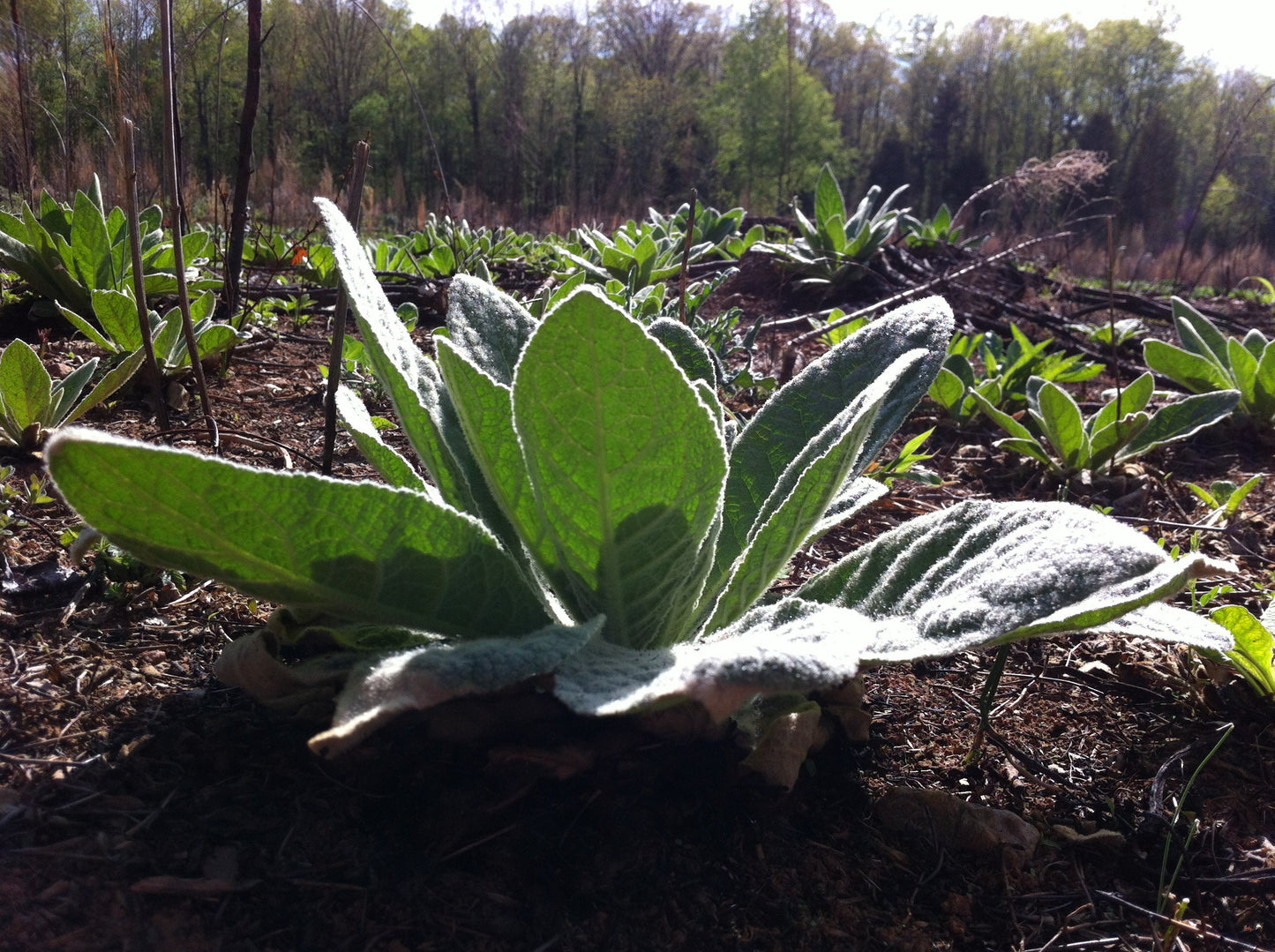 Fair Fight // Allergy Tonic