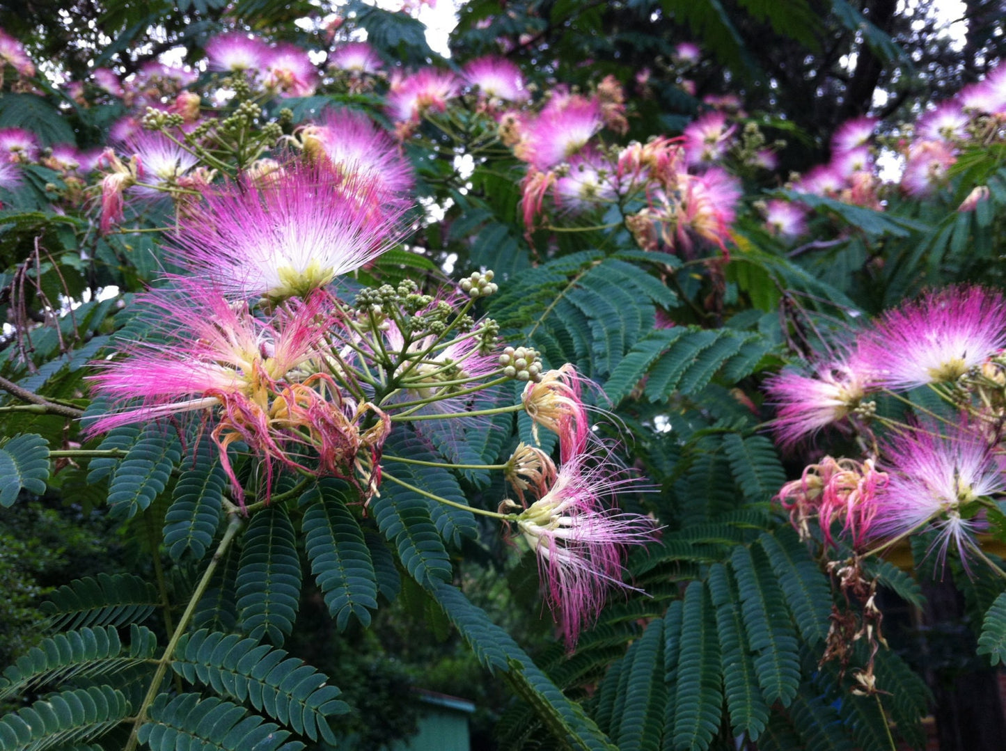 Mimosa Flower Elixir