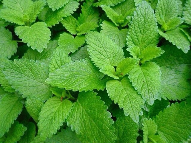 Lemon Balm Glycerite