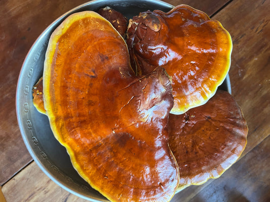 a bowl of fresh hemlock reishi mushrooms