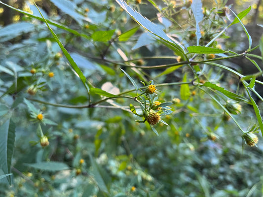 You Can Treat Ear Infections Effectively With Herbs