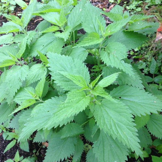 Stinging Nettle Tincture