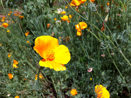 California Poppy Tincture
