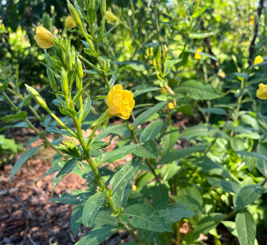 Fresh yellow evening primrose flower in bloom, with a cluster of unopened buds on a stalk with many leaves. Evening primrose is a deculcent herb and remedy for GI distress, like IBS, food allergy damage to the GI, bowel pain, and dyspesia. 
