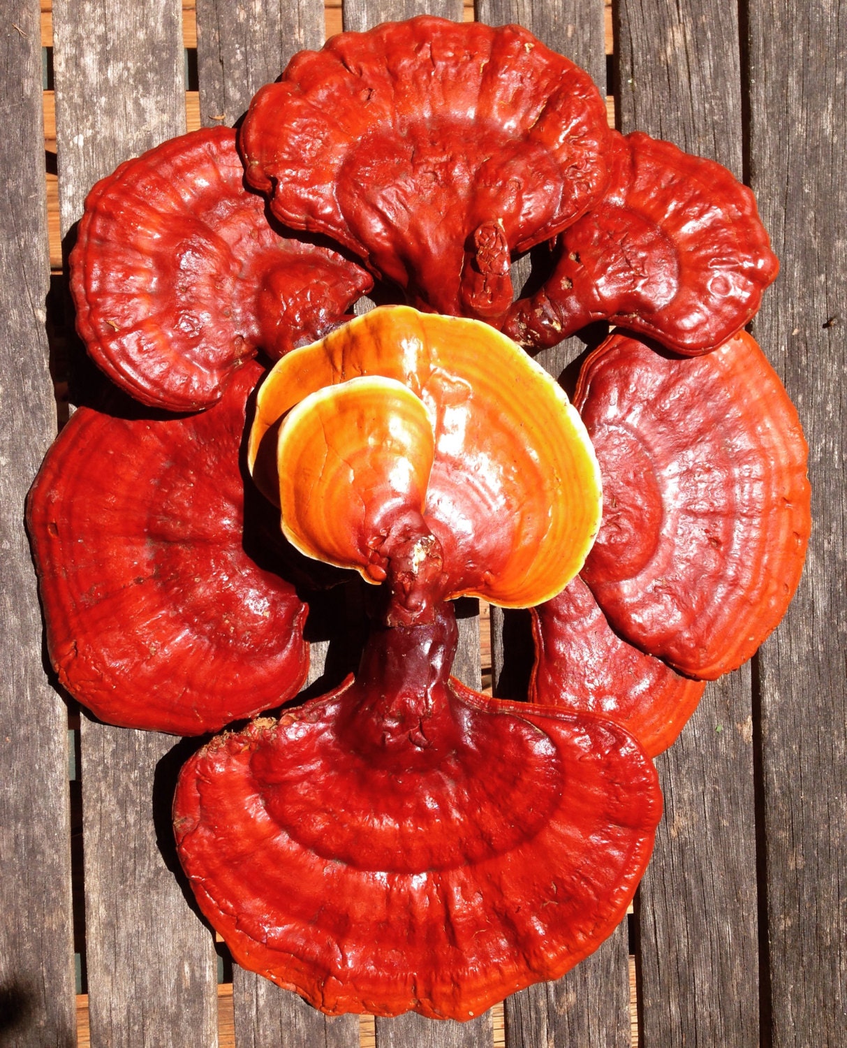 Reishi Double Extract