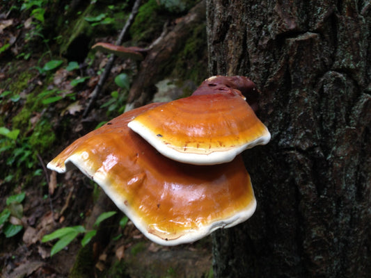 Reishi Double Extract