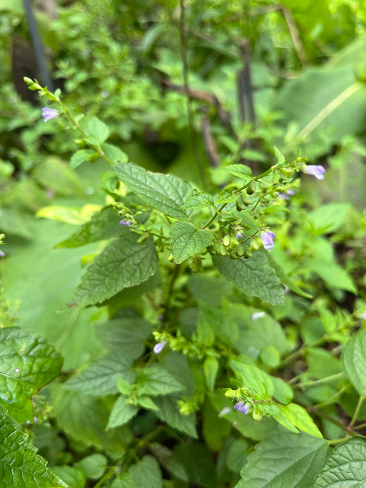 Skullcap Tincture
