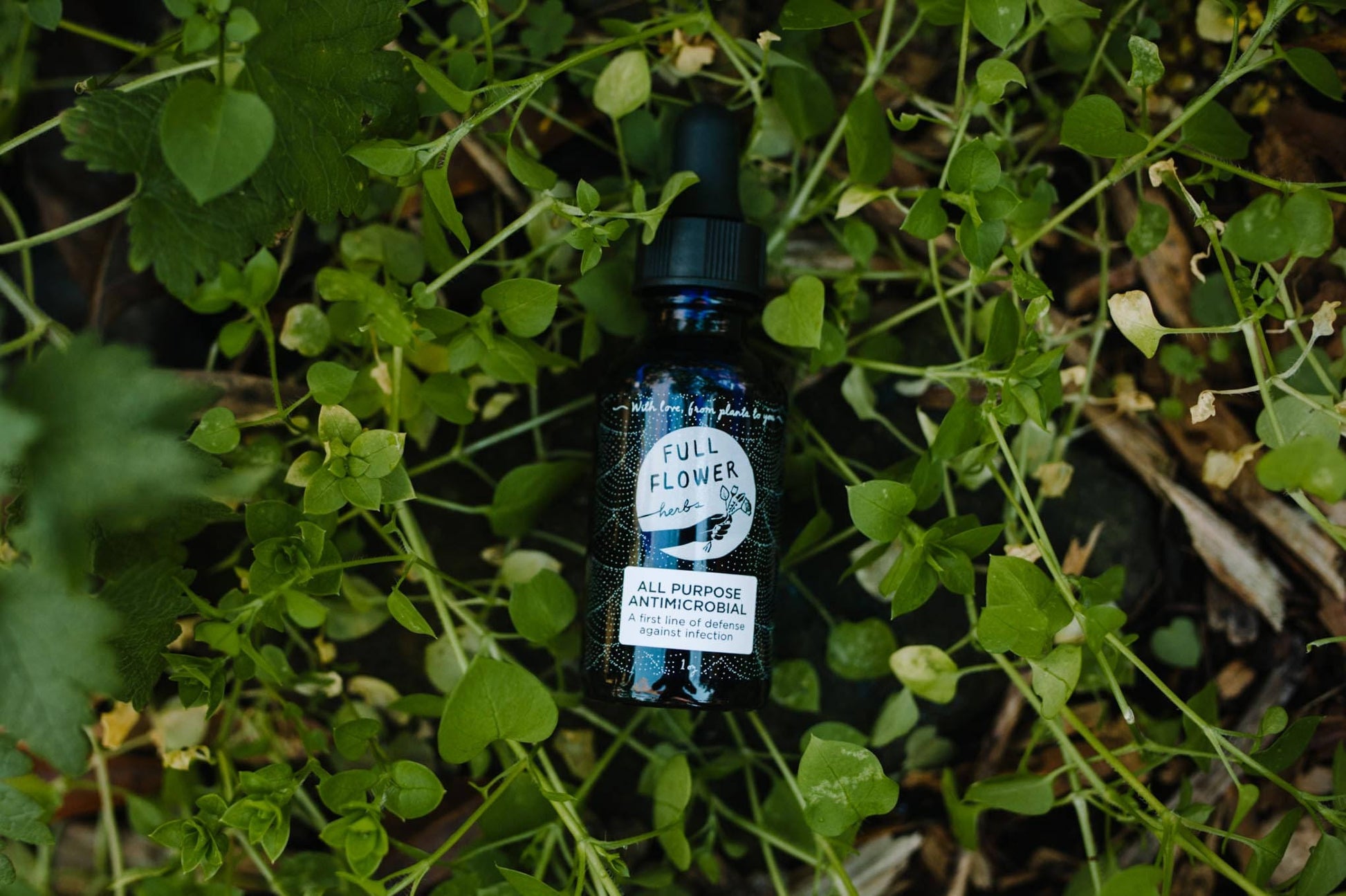 A bottle of All Purpose Antimicrobial Tincture, resting in a mat of chickweed