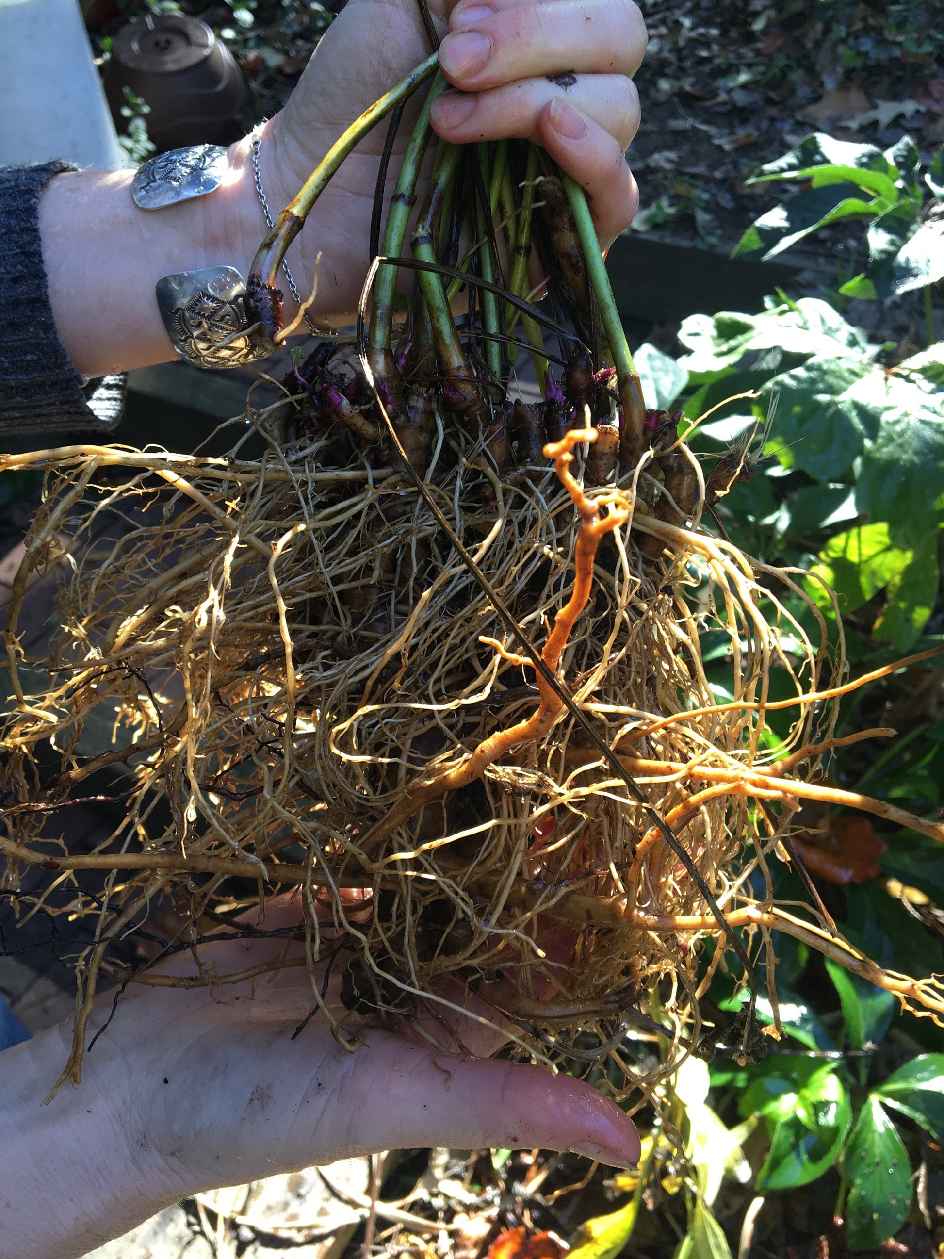 fresh echinacea purpurea root still attached to their stems, being held in two hands