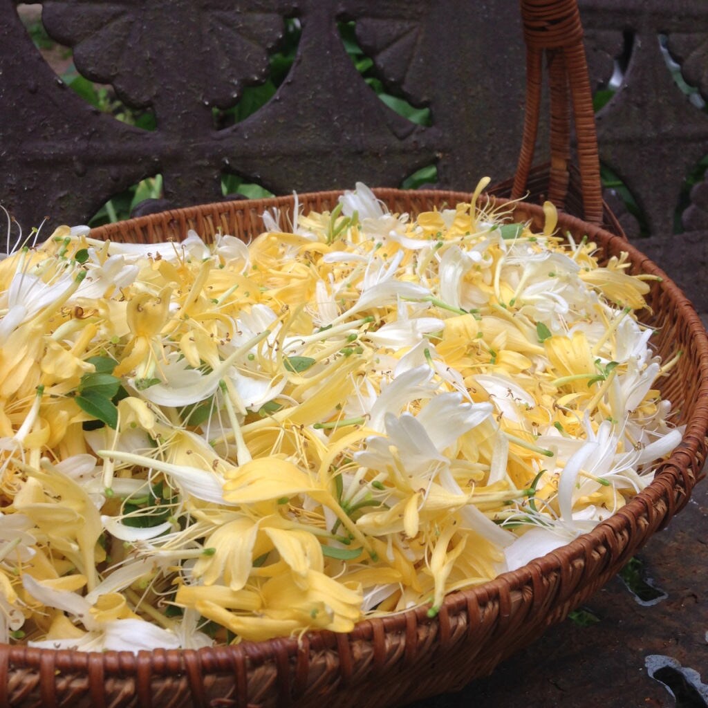 fresh yellow and white honeysuckle flowers in a woven basket