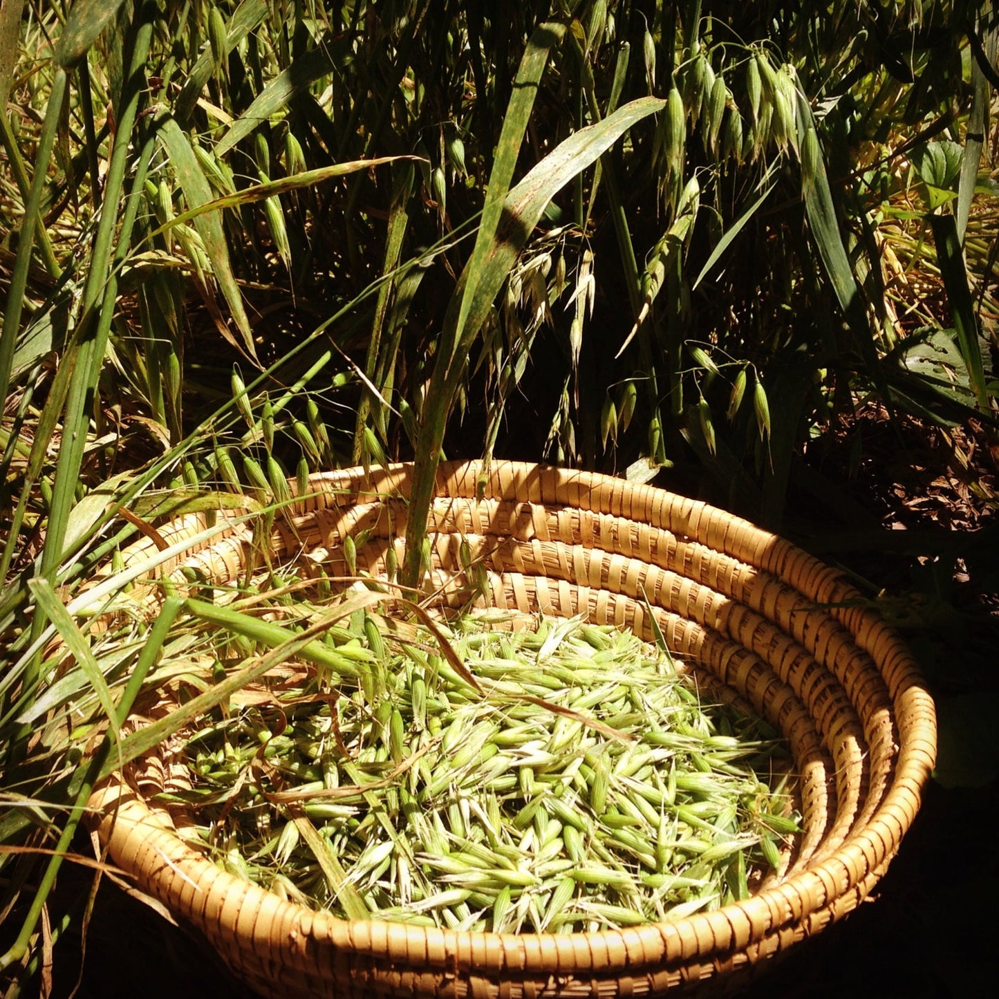 Milky Oats Vinegar // Alcohol Free Tincture