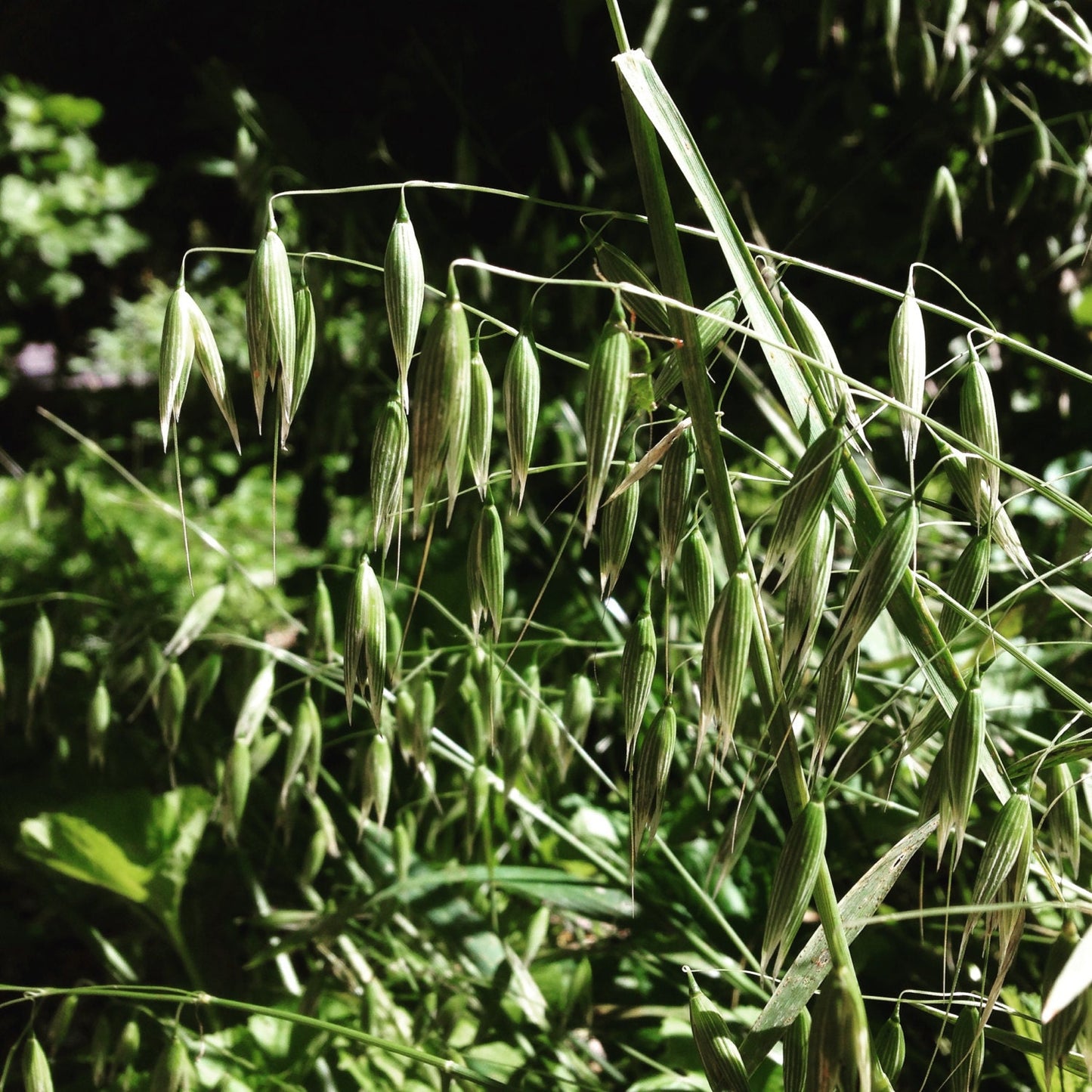 Milky Oats Vinegar // Alcohol Free Tincture