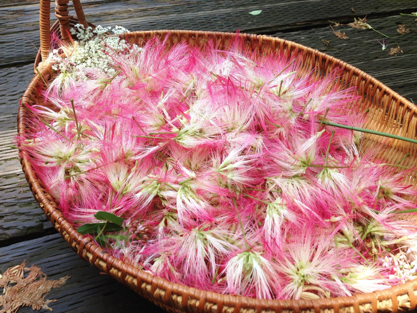 Mimosa Elixir // Blossoms + bark