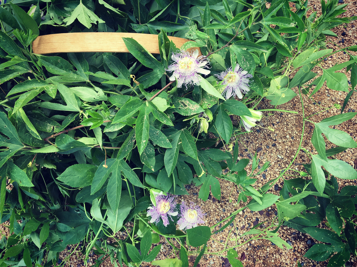 Passionflower Tincture