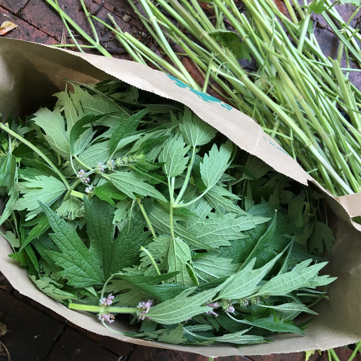 Motherwort Tincture
