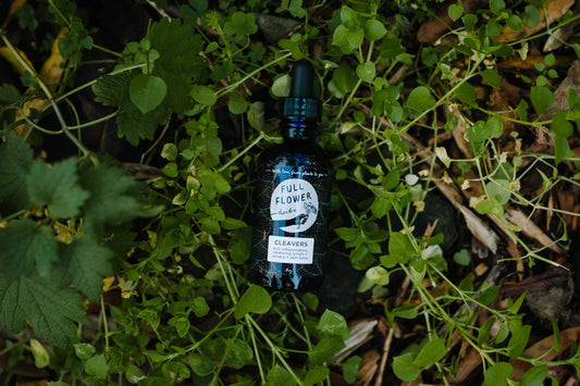 Cleavers Tincture