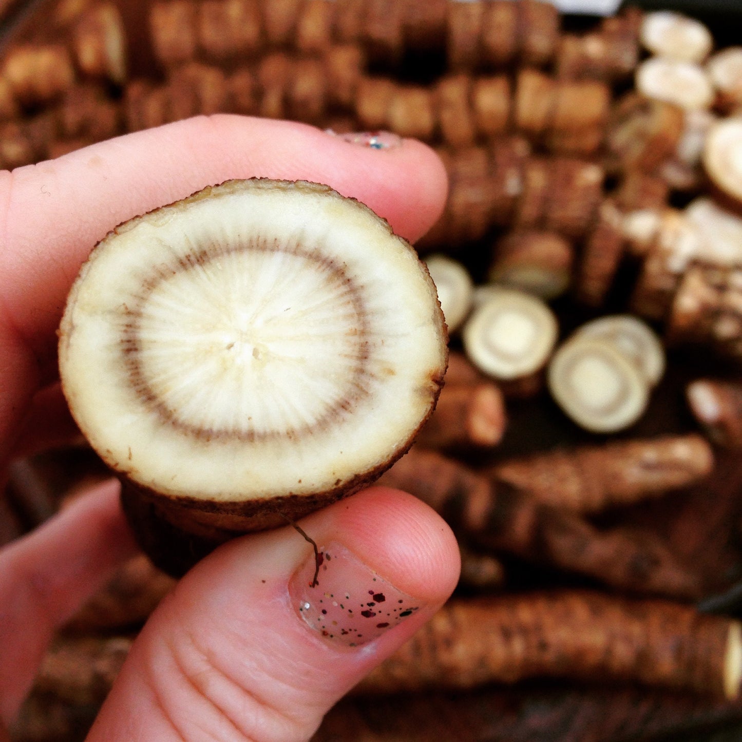 Burdock Tincture
