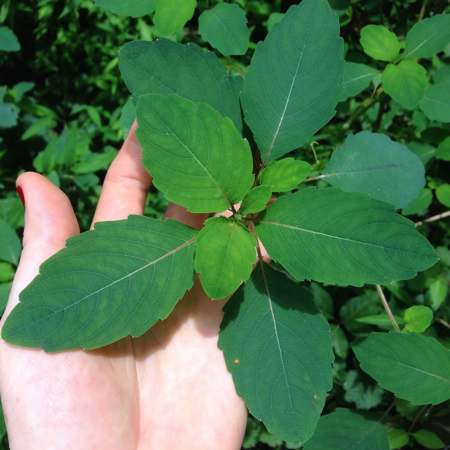 Jewelweed Spritz