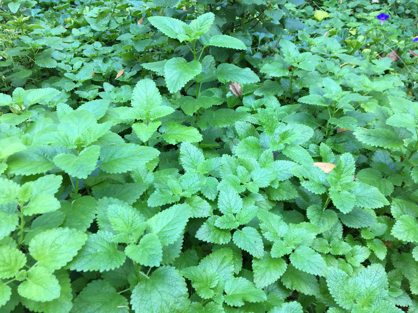Lemon Balm Tincture