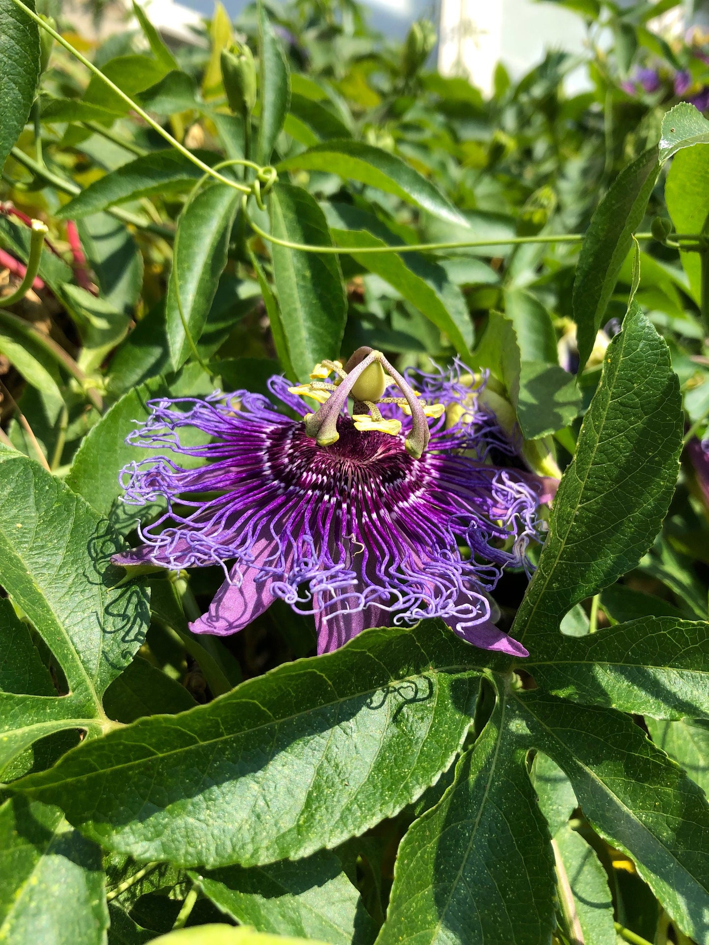 Passionflower Tincture