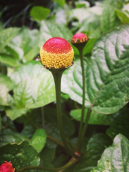 Spilanthes Tincture