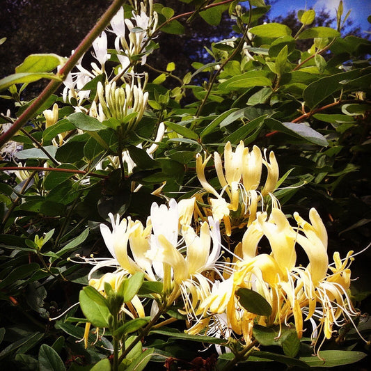 Japanese Honeysuckle Elixir