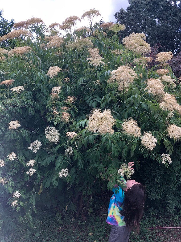 Elderflower Elixir