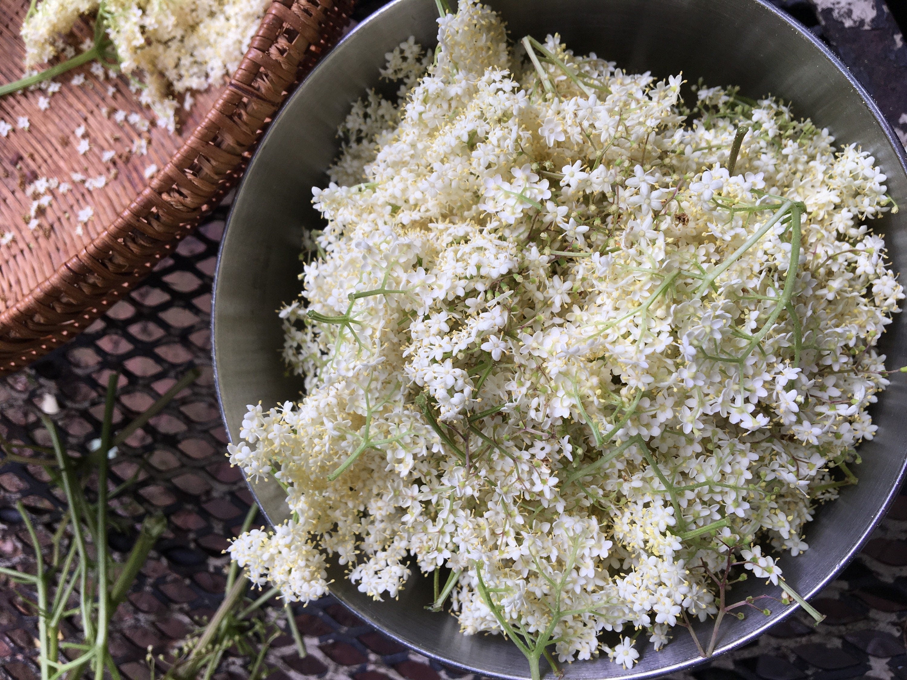 Elderflower Elixir – Full Flower Herbs