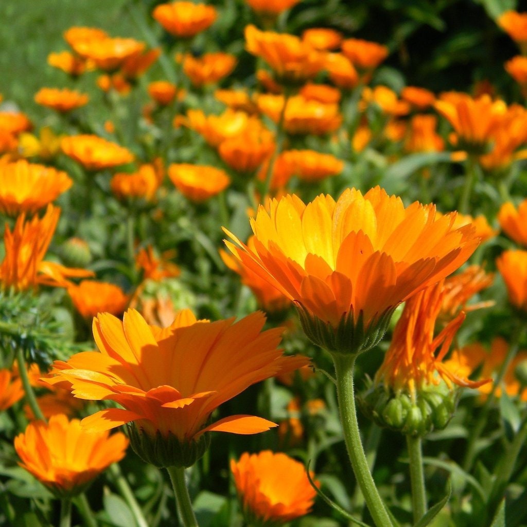 Calendula Tincture