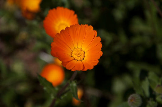 Calendula Tincture