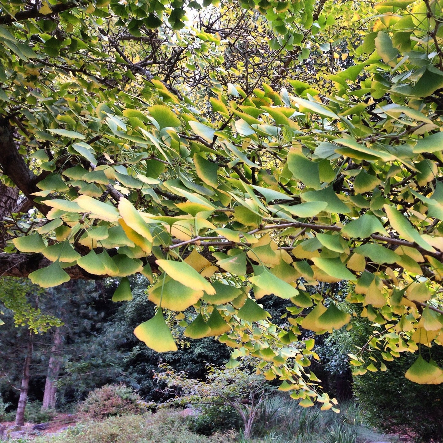 Ginkgo Tincture