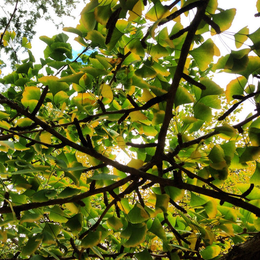 Ginkgo Tincture