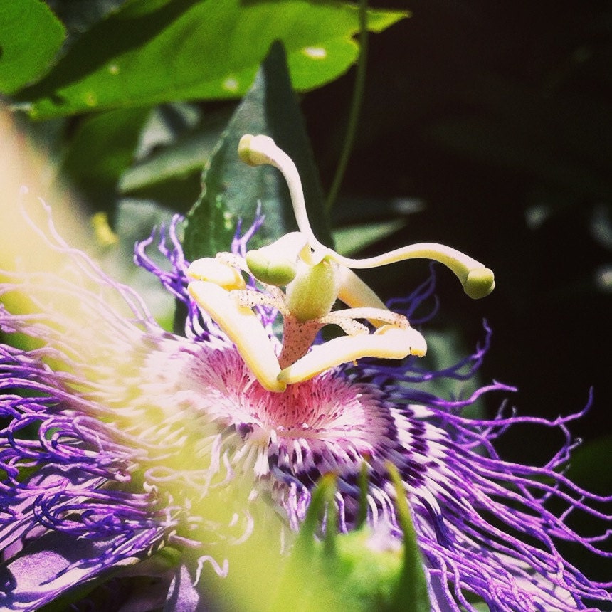Passionflower Tincture