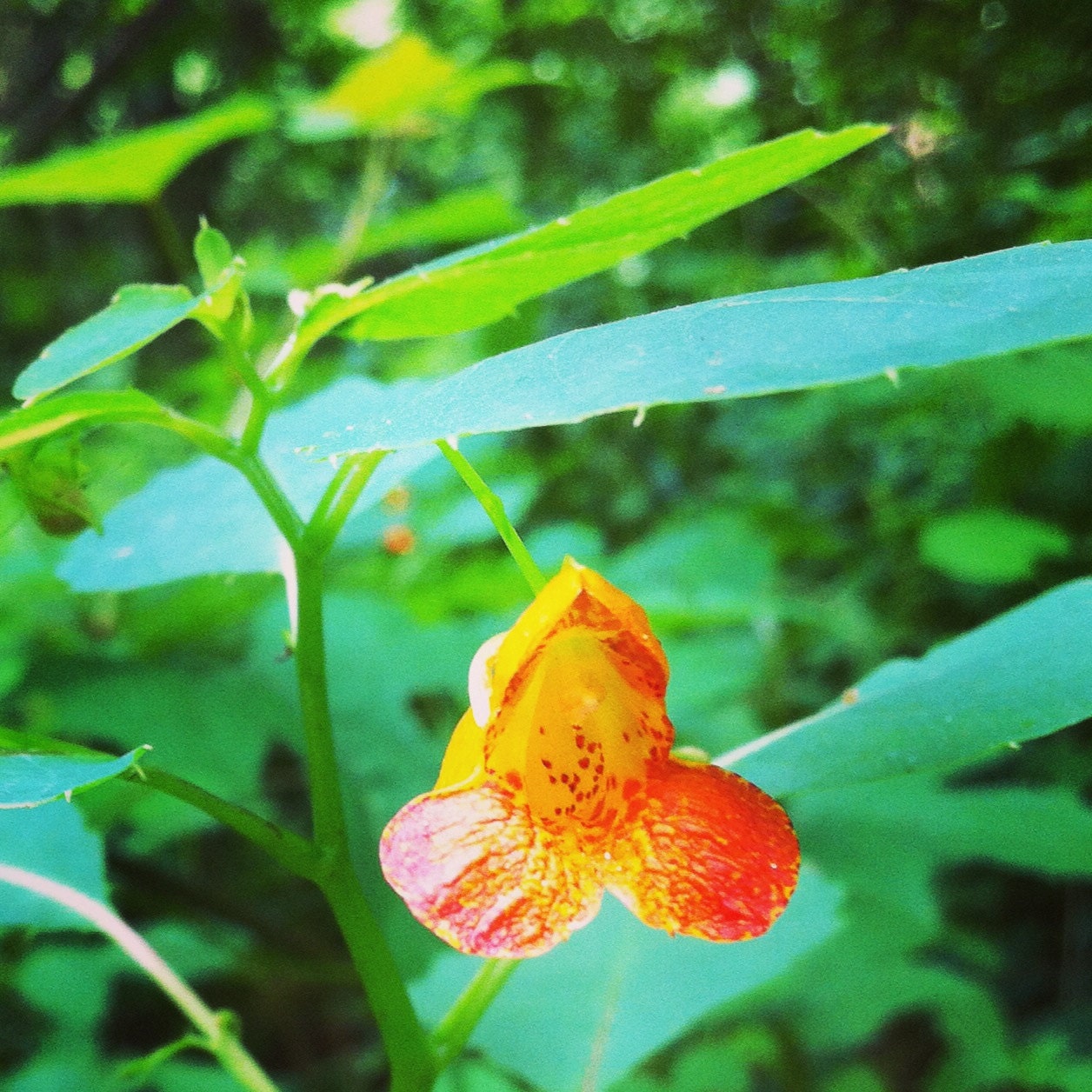 Jewelweed Spritz