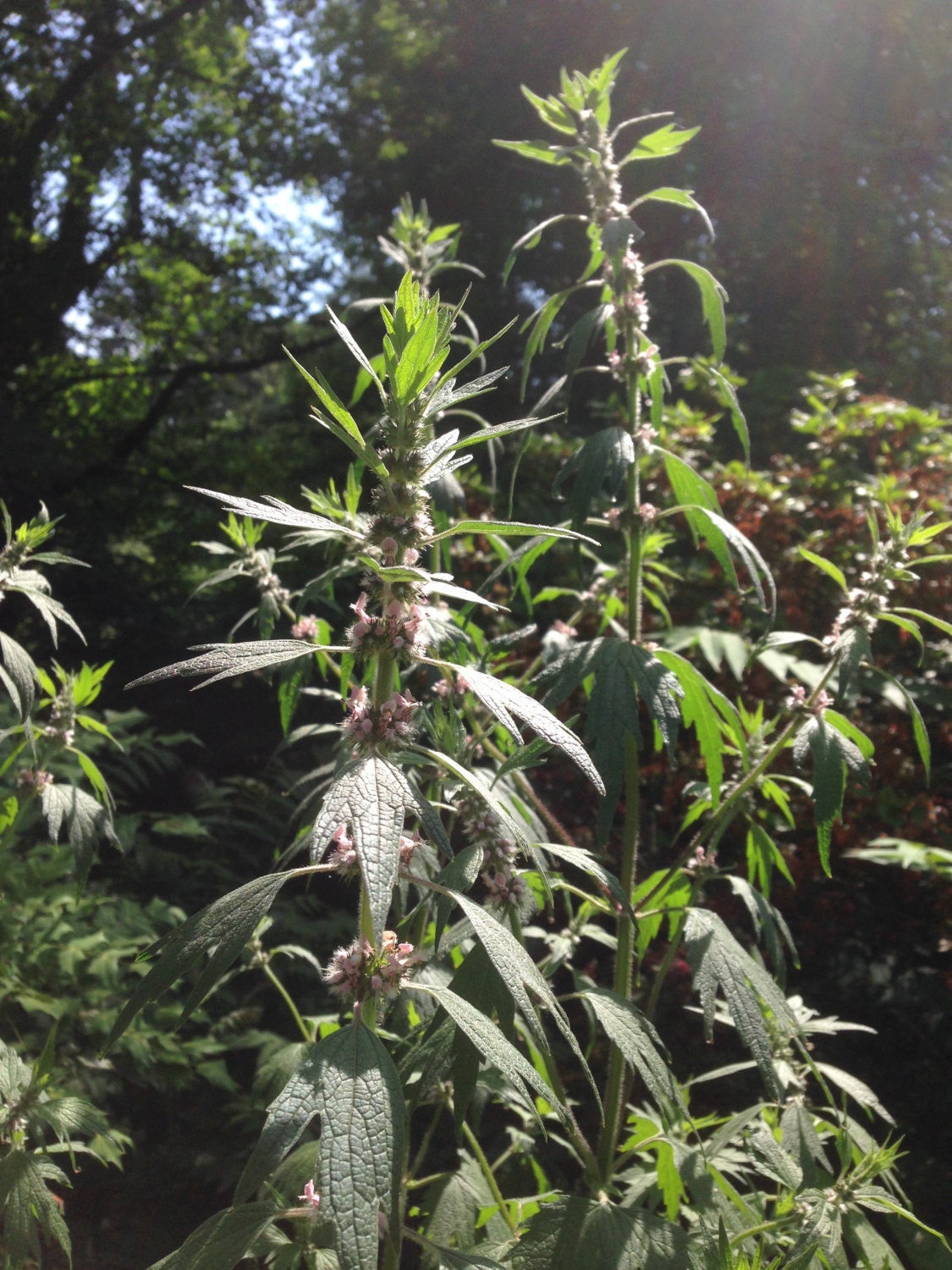 Motherwort Tincture